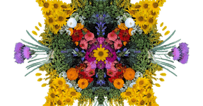 Thumbnail of Tulsi TenEyck