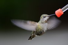 Thumbnail of It’s OK to feed wild birds – here are some tips for doing it the right way
