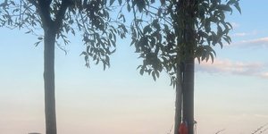 Thumbnail of Re: Biennale criticism, the red paint in Kapoor's Greenpeace-led action art, icy plunges, hot takes, and Prosecco from a vending machine in the Valdobbiadene Hills.