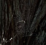 Thumbnail of Writing & Worlding | Laurel Schwulst