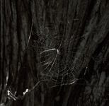 Thumbnail of Writing & Worlding | Laurel Schwulst