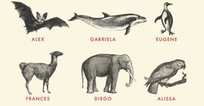 Thumbnail of Elephants Are Doing Something Deeply Human