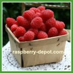 Thumbnail of Planting Raspberries - How to Plant Raspberry Plants in Spring or Fall