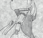 Thumbnail of Zachary MacArthur's portfolio