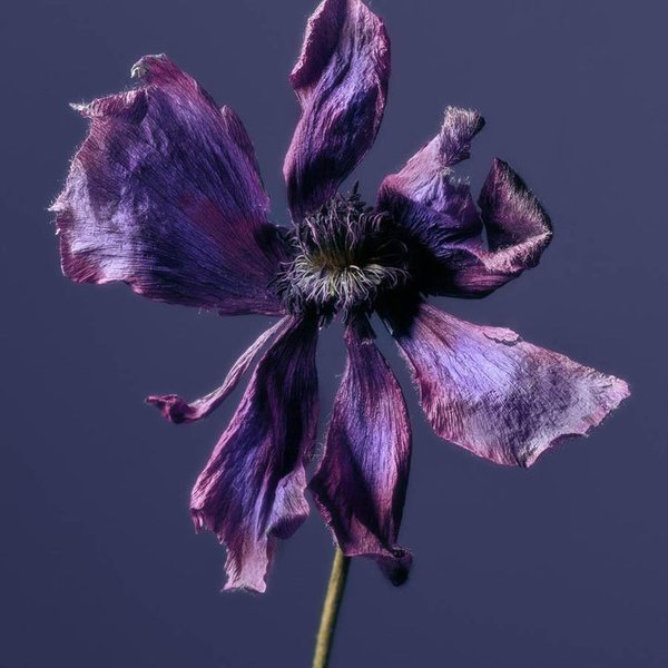 Thumbnail of Anemone by Jacques Brun | Are.na