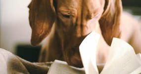 Thumbnail of Old Dogs, new CSS Tricks
