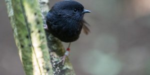 Thumbnail of How many more species will we let disappear?