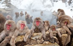 Thumbnail of How the brains of social animals synchronise and expand one another
