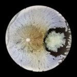 Thumbnail of In the Process of Touching – Interrelated Reactions – Edgar Lissel