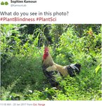 Thumbnail of Plant blindness