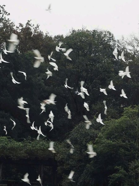 Thumbnail of Home | Substack