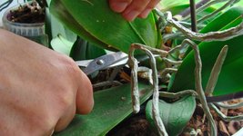 Thumbnail of Use These 8 Tips To Prune Your Orchids And Enjoy More Stunning Blossoms
