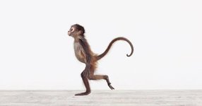 Thumbnail of Why Look at Animals: John Berger on What Our Relationship with Our Fellow Beings Reveals About Us