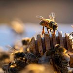 Thumbnail of Feeding Bees Honey: Risks, Benefits, and Best Practices- Carolina Honeybees