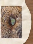 Thumbnail of Take to the Trees | Broadcast