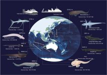 Thumbnail of Deep-sea fish study reveals evolutionary marvels in Earth's hadal zone