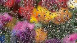 Thumbnail of Rain or shine, Seattle artist Robin Layton captures beauty in the Pacific Northwest