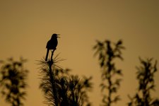 Thumbnail of Why we should tune into the orchestra of the animal world | Aeon Essays