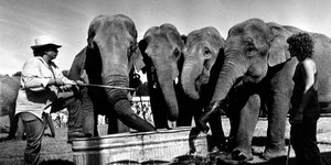 Thumbnail of Pop Culture Has Become an Oligopoly