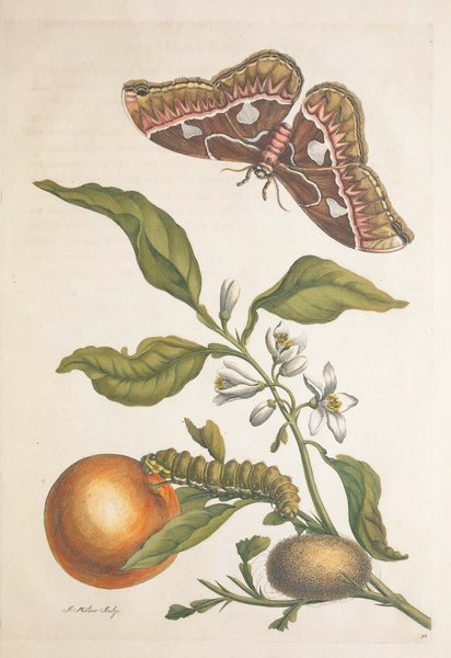 Thumbnail of Found on Cosmos