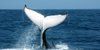 Cover of Sam Altman and the whale