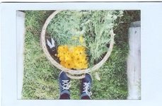 Thumbnail of More Flowers