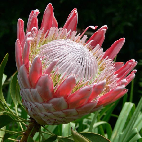 Thumbnail of protea flower - Google Search