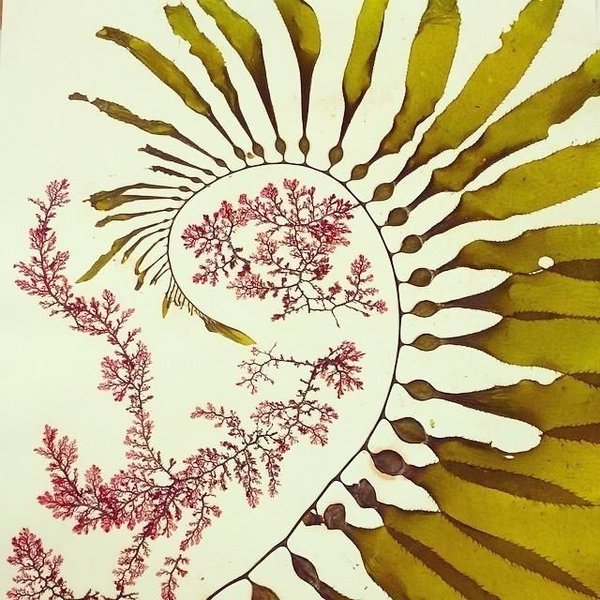 Thumbnail of Gaëlle Divine