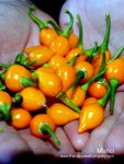 Thumbnail of Murici Chilli Seeds from The Hippy Seed Company