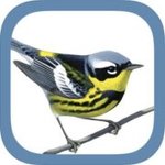 Thumbnail of Shop – Sibley Guides