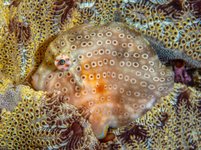 Thumbnail of In the 2024 Ocean Art Contest, Circling Sharks and Squadrons of Rays Steal the Show