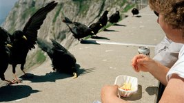 Thumbnail of The Magic of Bird Brains