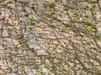 Thumbnail of I Prefer Weeds to Ivy