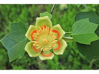 Thumbnail of Liriodendron tulipifera (Tulip tree) | Native Plants of North America