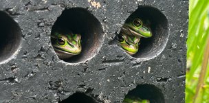Thumbnail of Our ‘frog saunas’ could help save endangered species from the devastating chytrid fungus