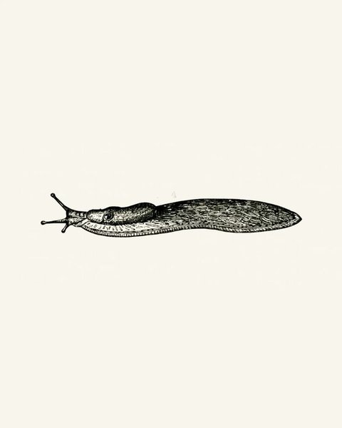 Preview of slug-illustration