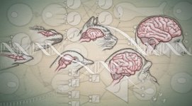 Thumbnail of Life, Intelligence, and Consciousness: A Functional Perspective