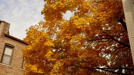 Thumbnail of The Fall