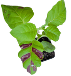 Thumbnail of Genetically Modify the Color of Plant Leaves