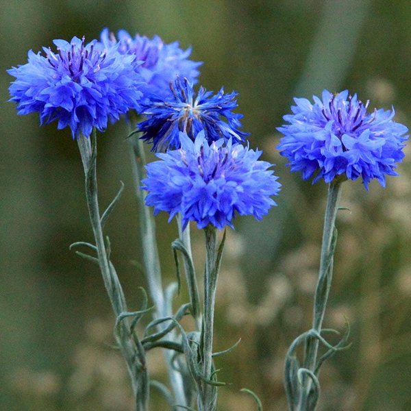 Thumbnail of cornflower - Google Search