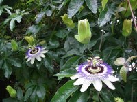 Thumbnail of Foraging – Passion Flowers
