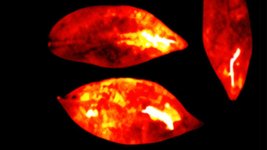 Thumbnail of Scientists capture ‘glow of life’ that fades as living things die