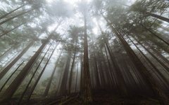 Thumbnail of Why I'm Thinking About Trees This Morning