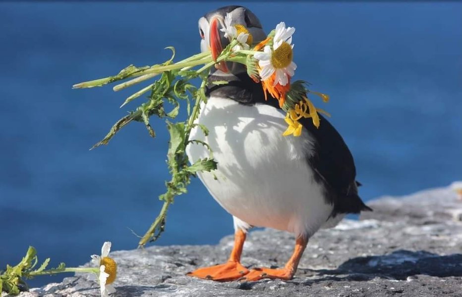 Thumbnail of A puffin collecting flowers on Skelling Michael, Ireland | Are.na
