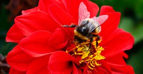 Thumbnail of Plants Can Hear Animals Using Their Flowers