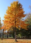 Thumbnail of Tulip Tree