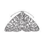 Thumbnail of The Moth Player