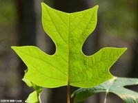Thumbnail of Tuliptree (Liriodendron tulipifera)