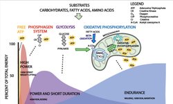 Thumbnail of Metabolic Flexibility – A Primer