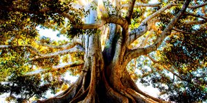 Thumbnail of Deep roots and wide branches